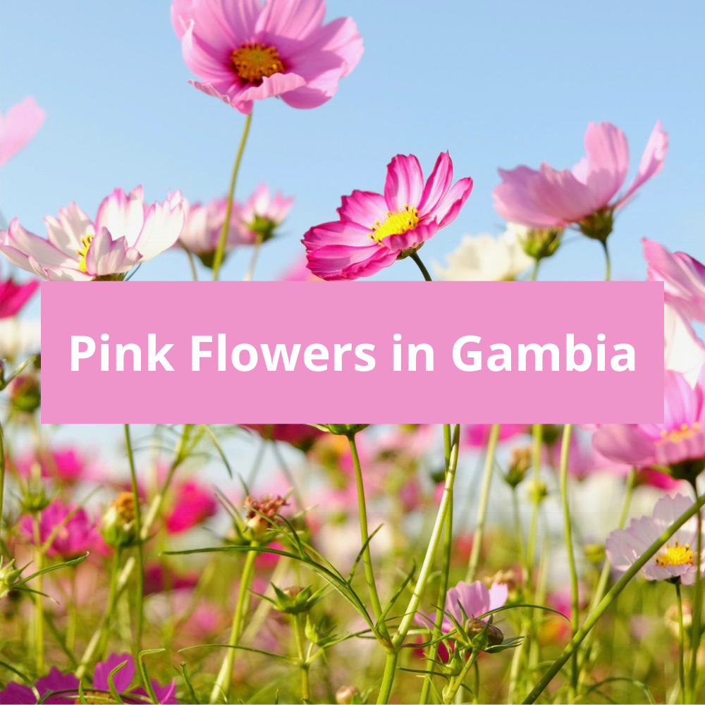 Pink-Flowers-in-Gambia