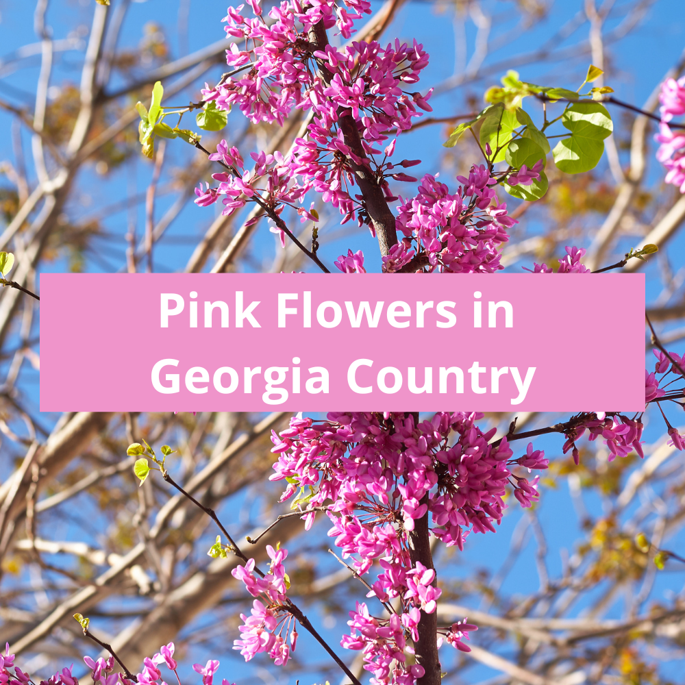 Pink-Flowers-in-Georgia-Country