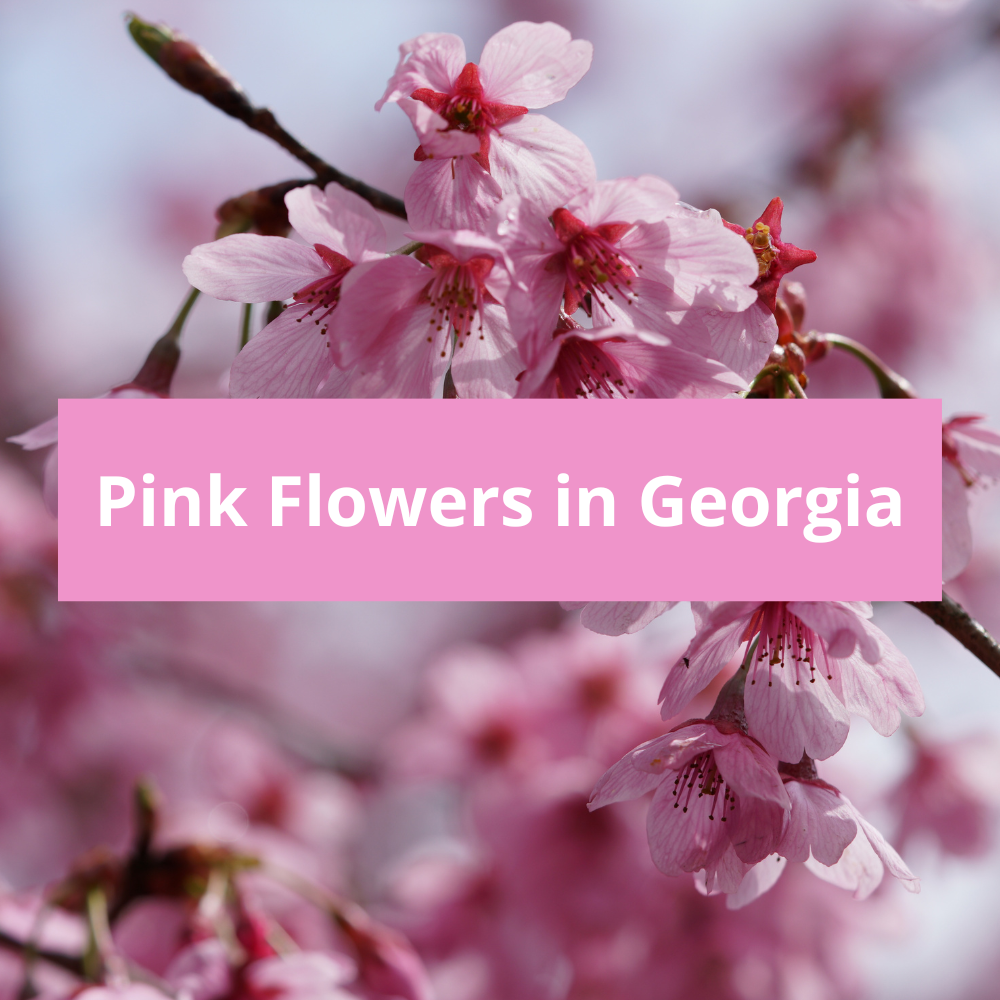 Pink-Flowers-in-Georgia