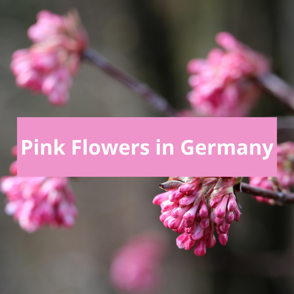 Pink-Flowers-in-Germany