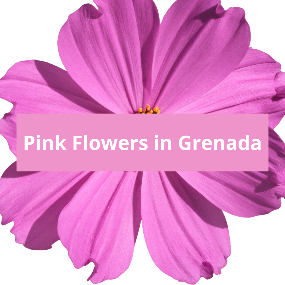 Pink-Flowers-in-Grenada