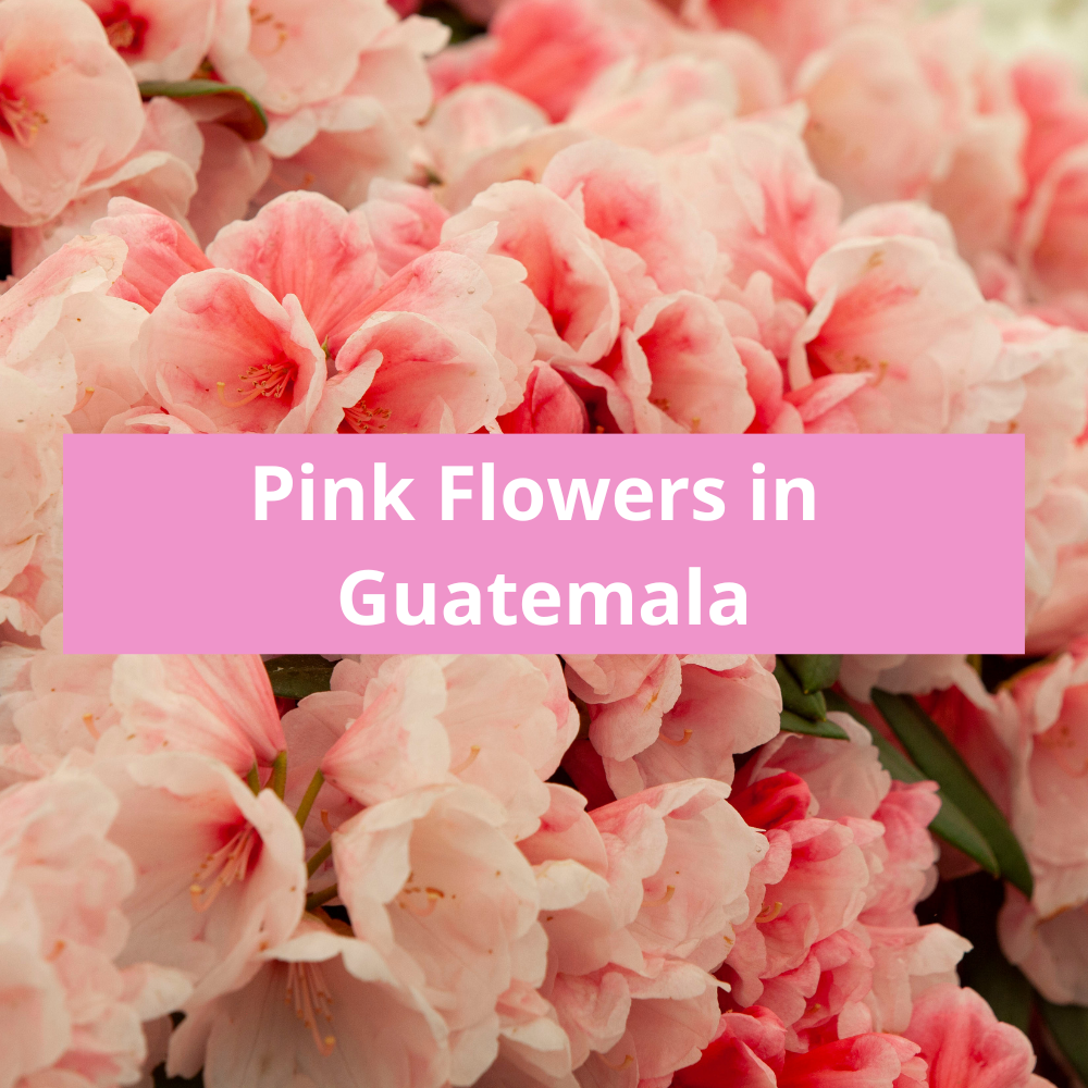 Pink-Flowers-in-Guatemala