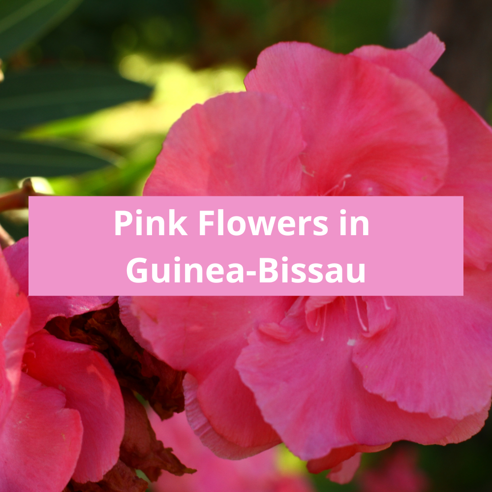 Pink-Flowers-in-Guinea-Bissau