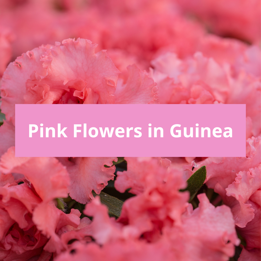 Pink-Flowers-in-Guinea