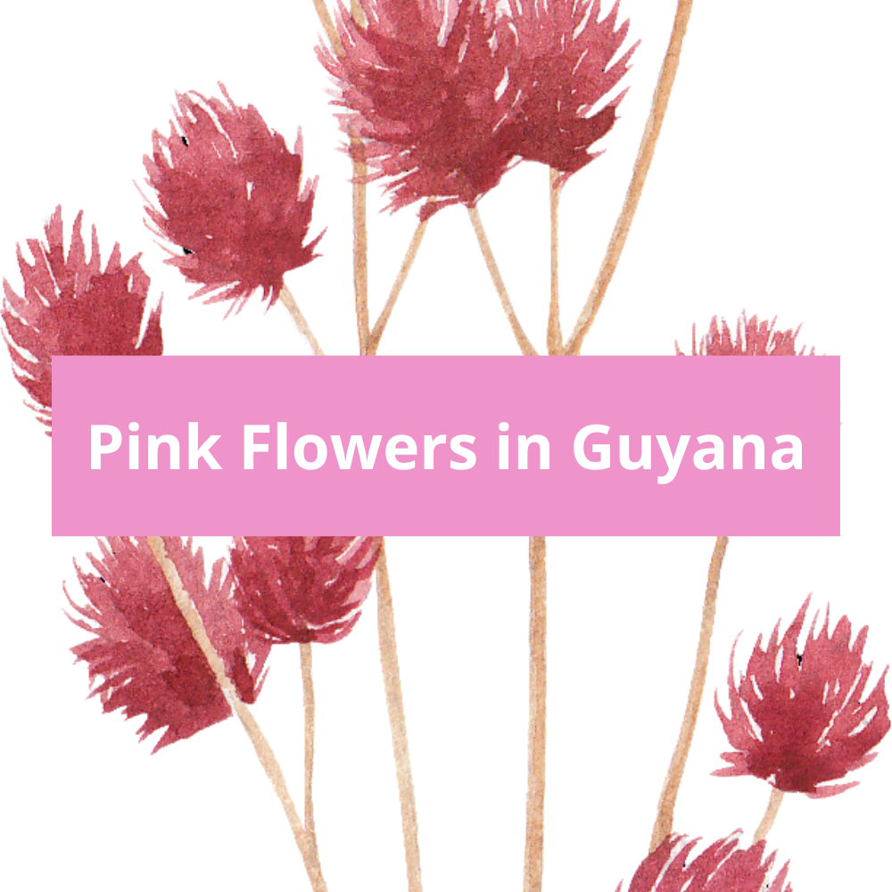 Pink-Flowers-in-Guyana