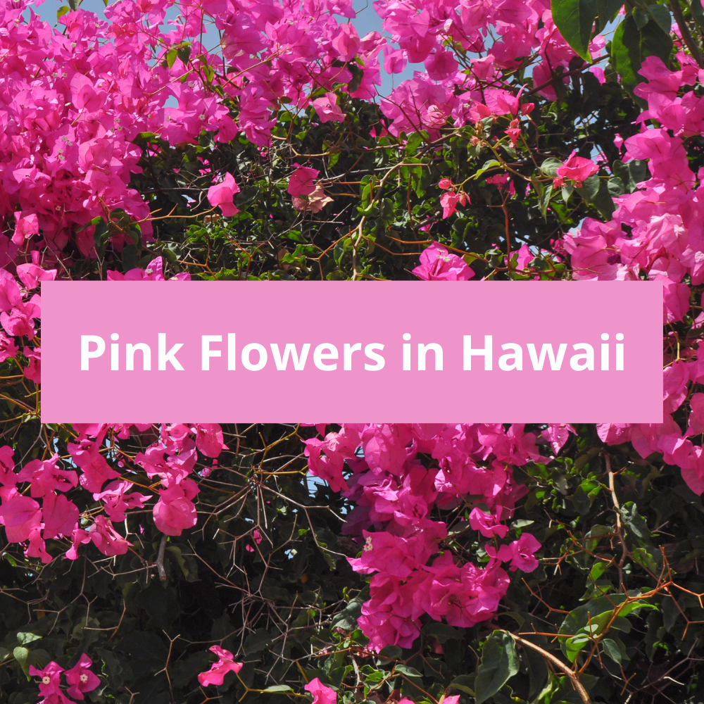 Pink-Flowers-in-Hawaii