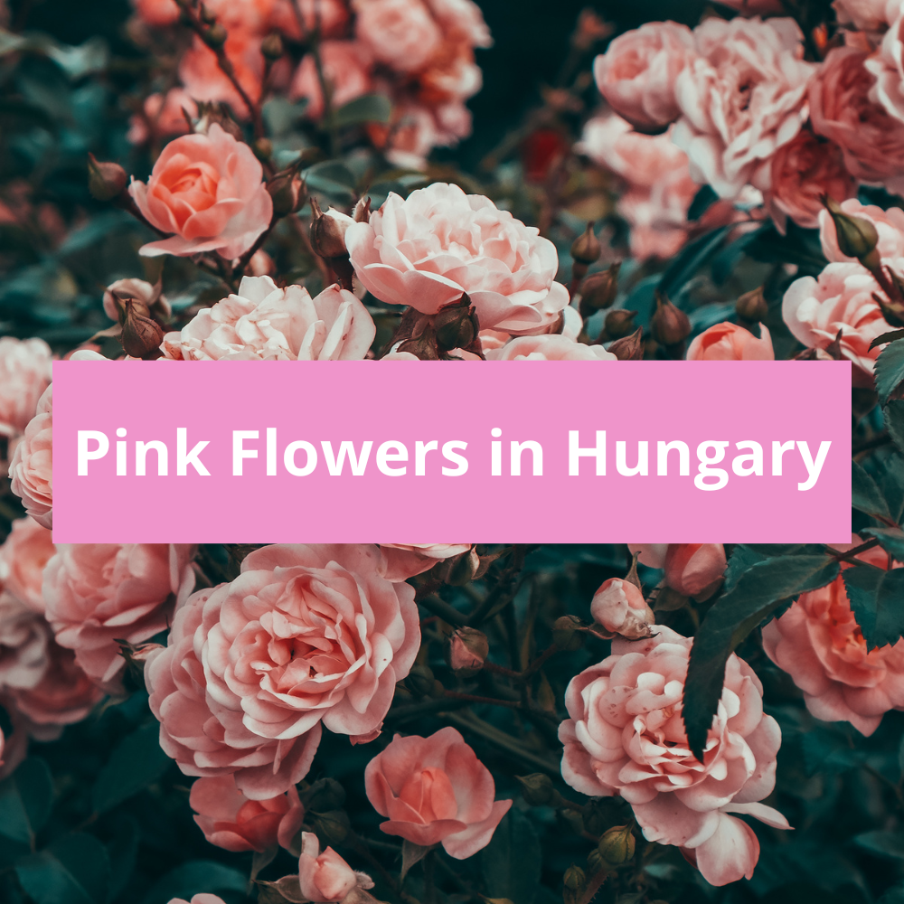 Pink-Flowers-in-Hungary