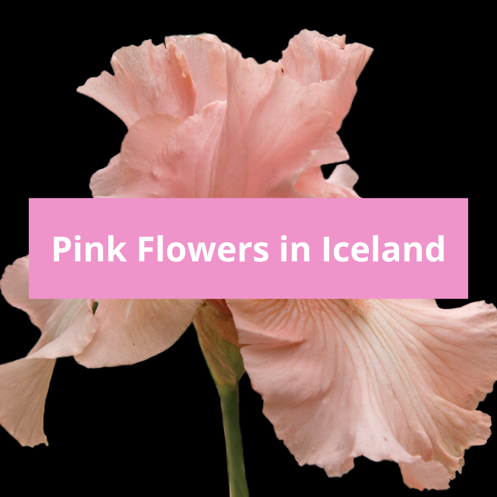 Pink-Flowers-in-Iceland