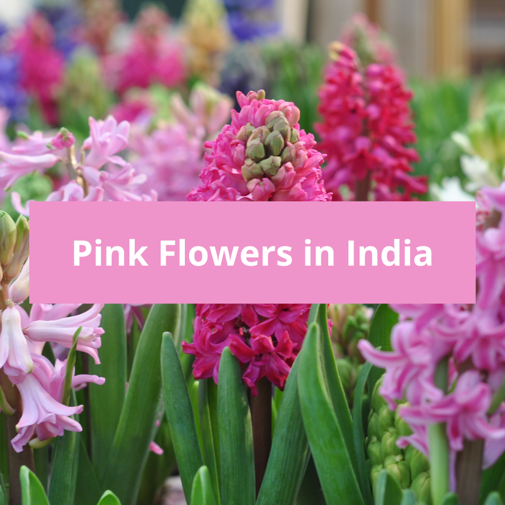 Pink-Flowers-in-India