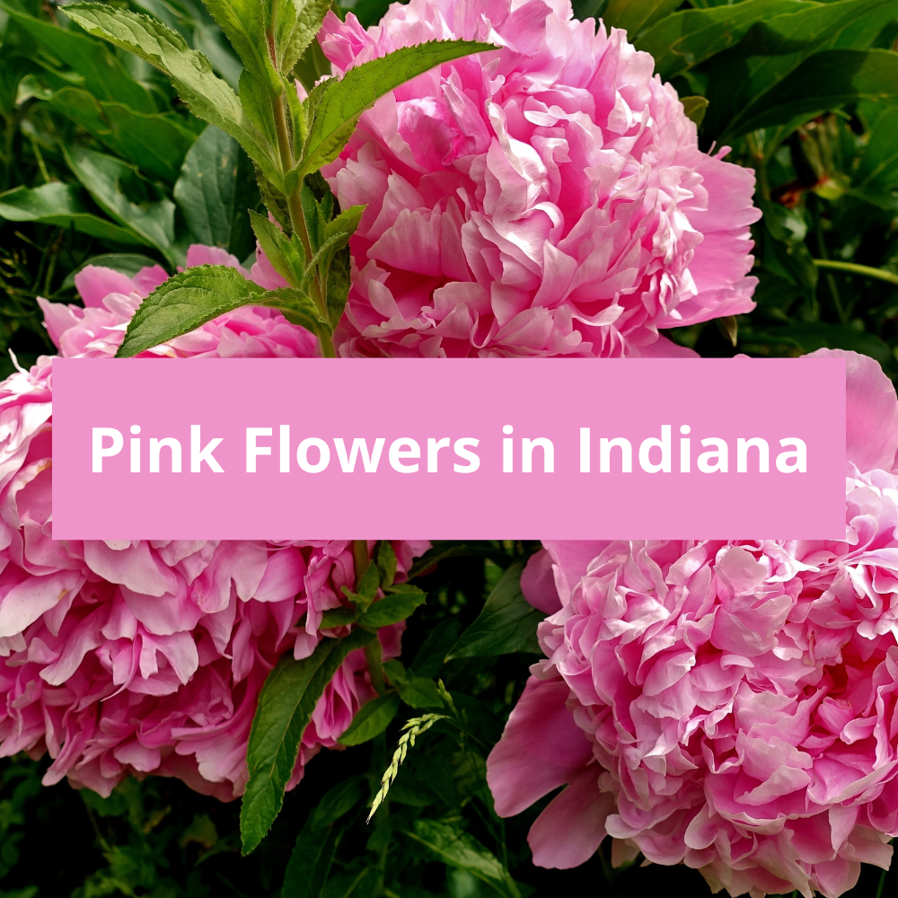 Pink-Flowers-in-Indiana