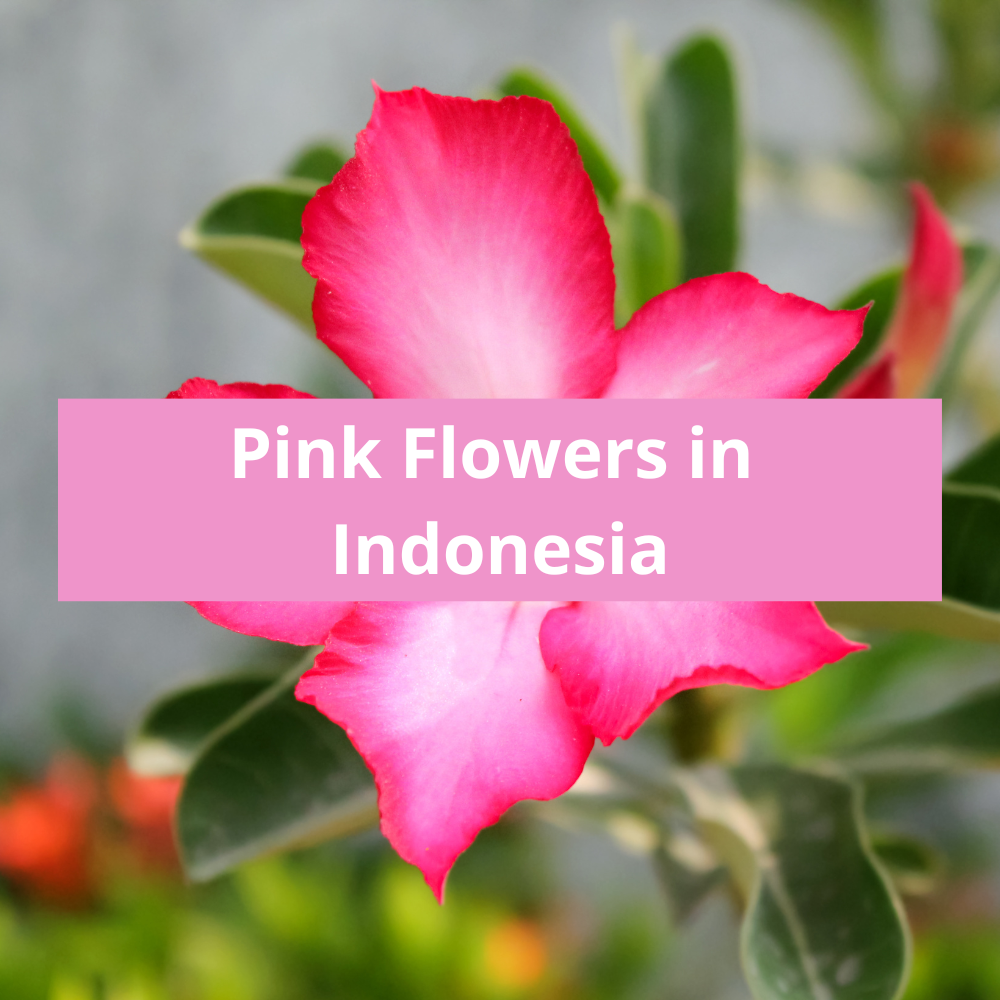 Pink-Flowers-in-Indonesia