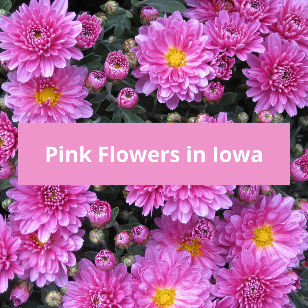 Pink-Flowers-in-Iowa