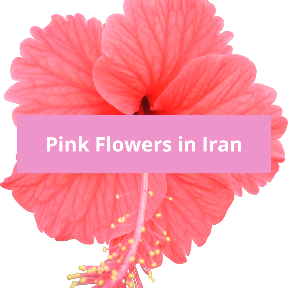 Pink-Flowers-in-Iran