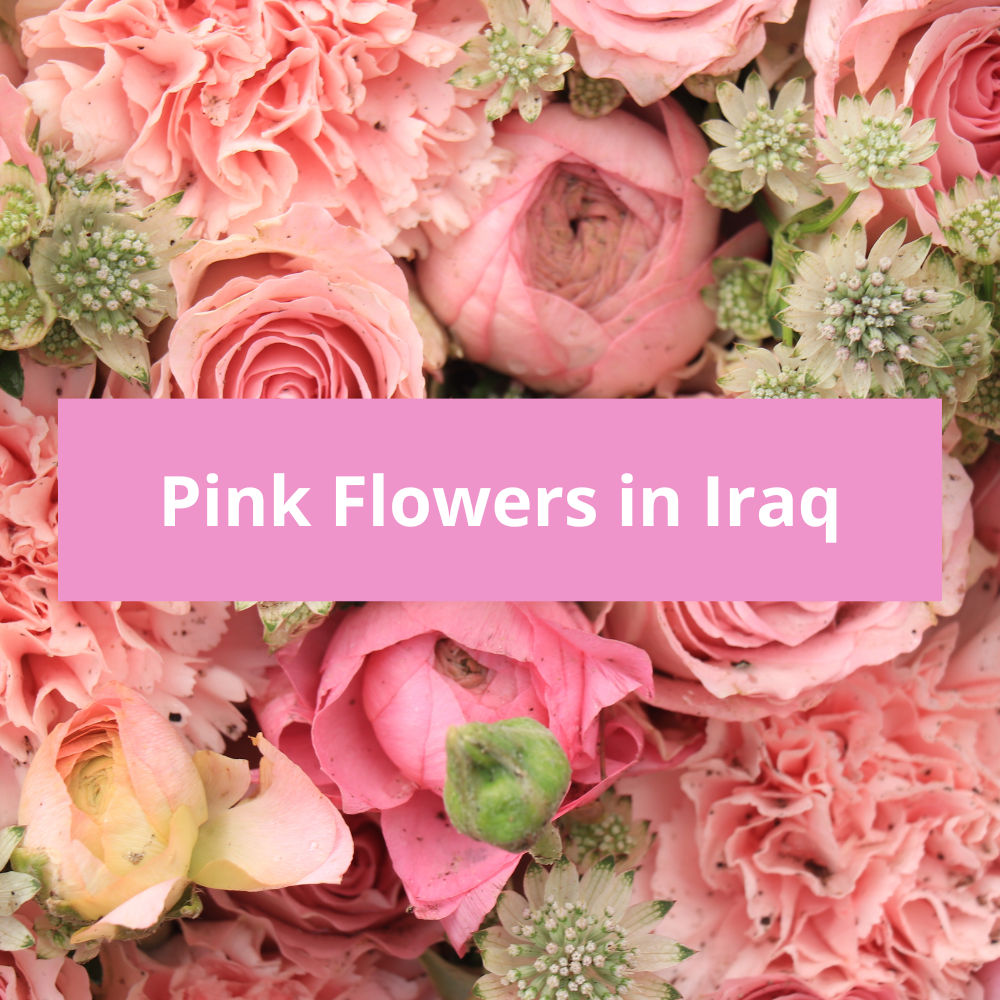 Pink-Flowers-in-Iraq