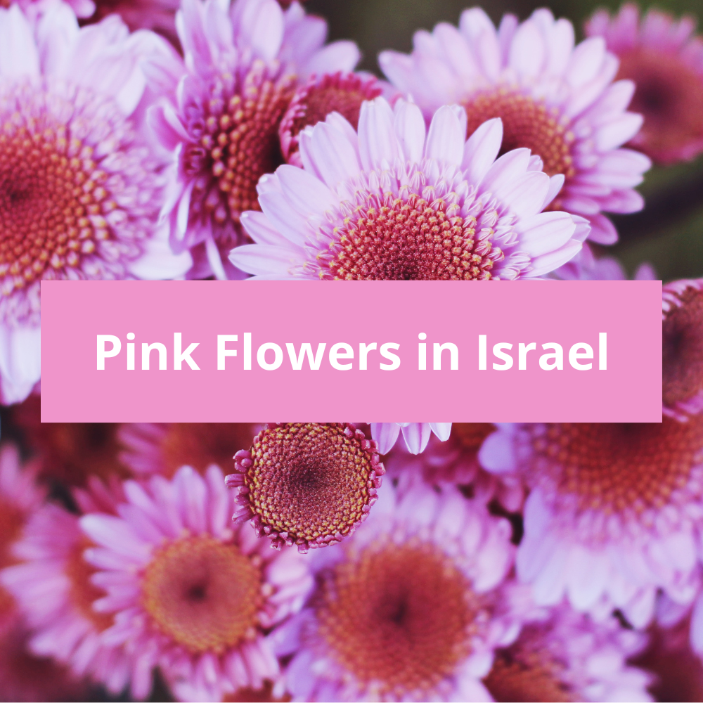 Pink-Flowers-in-Israel