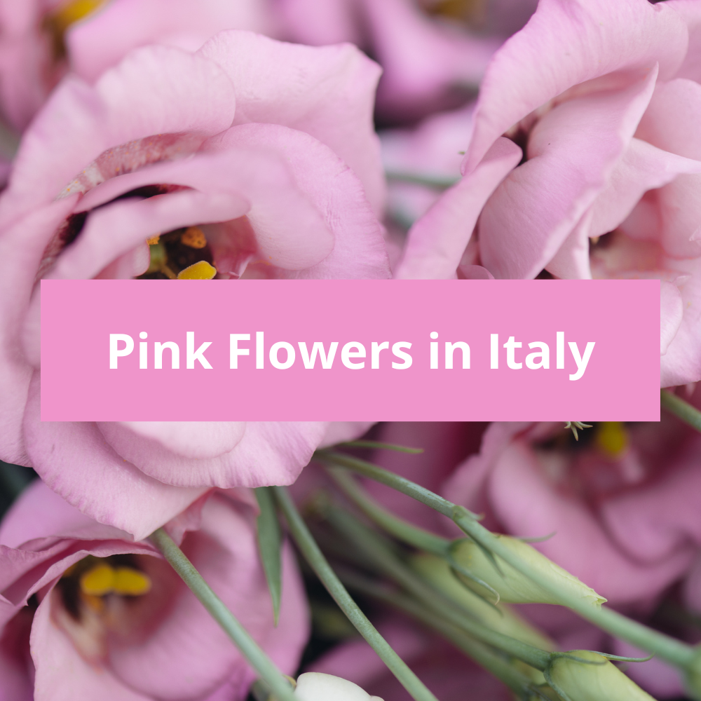 Pink-Flowers-in-Italy