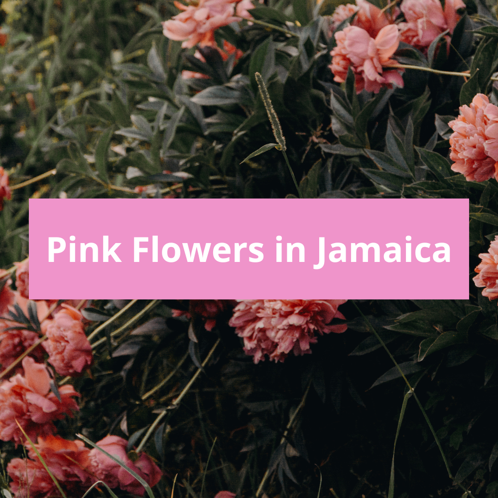 Pink-Flowers-in-Jamaica