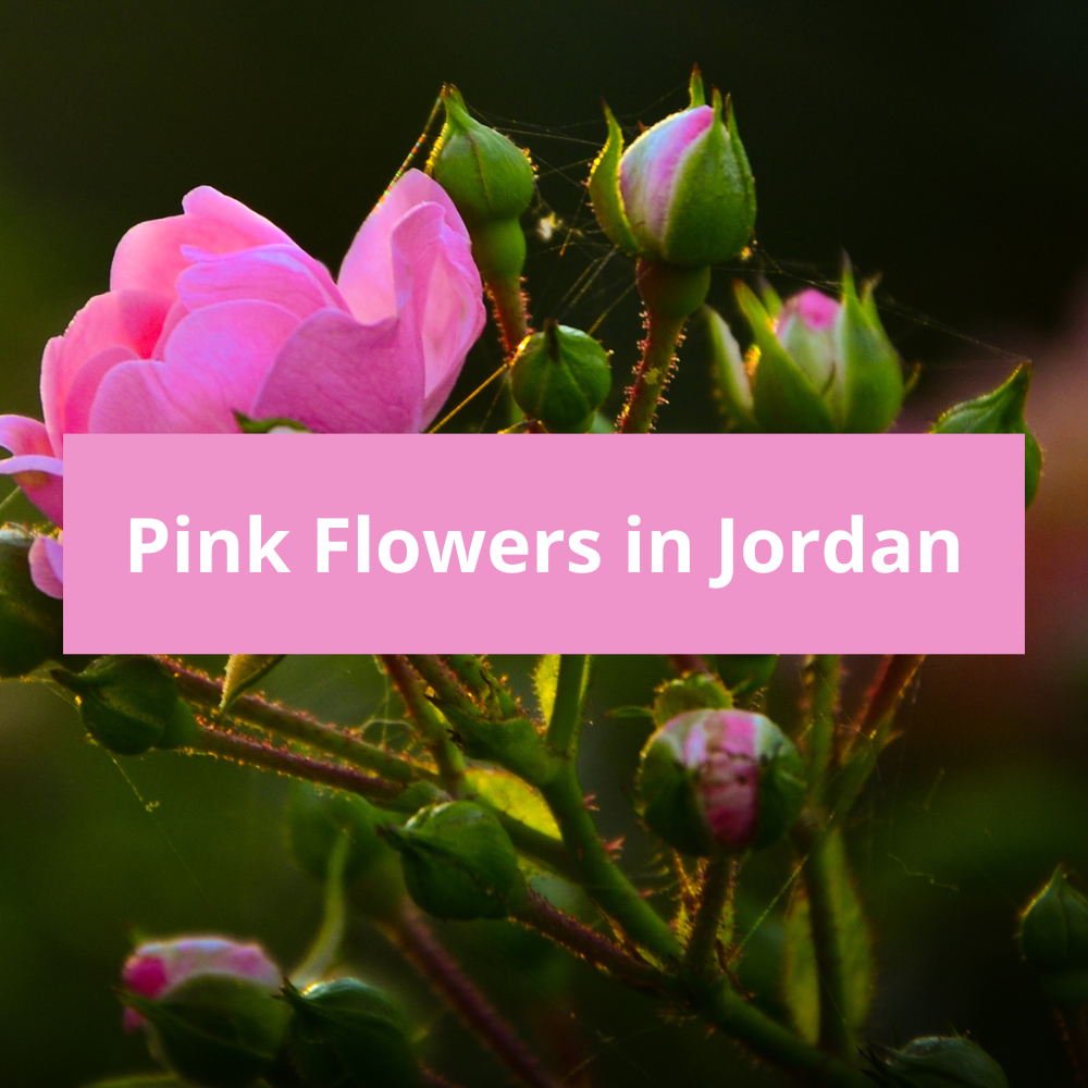 Pink-Flowers-in-Jordan