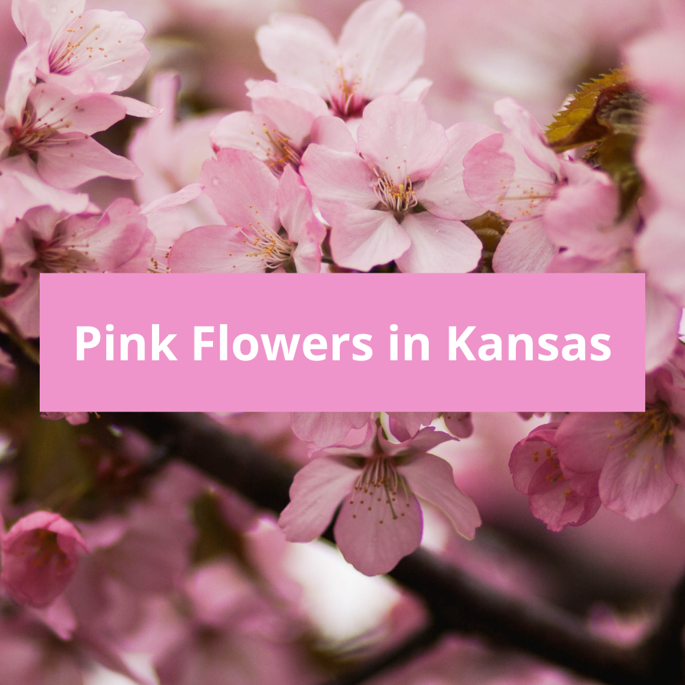 Pink-Flowers-in-Kansas