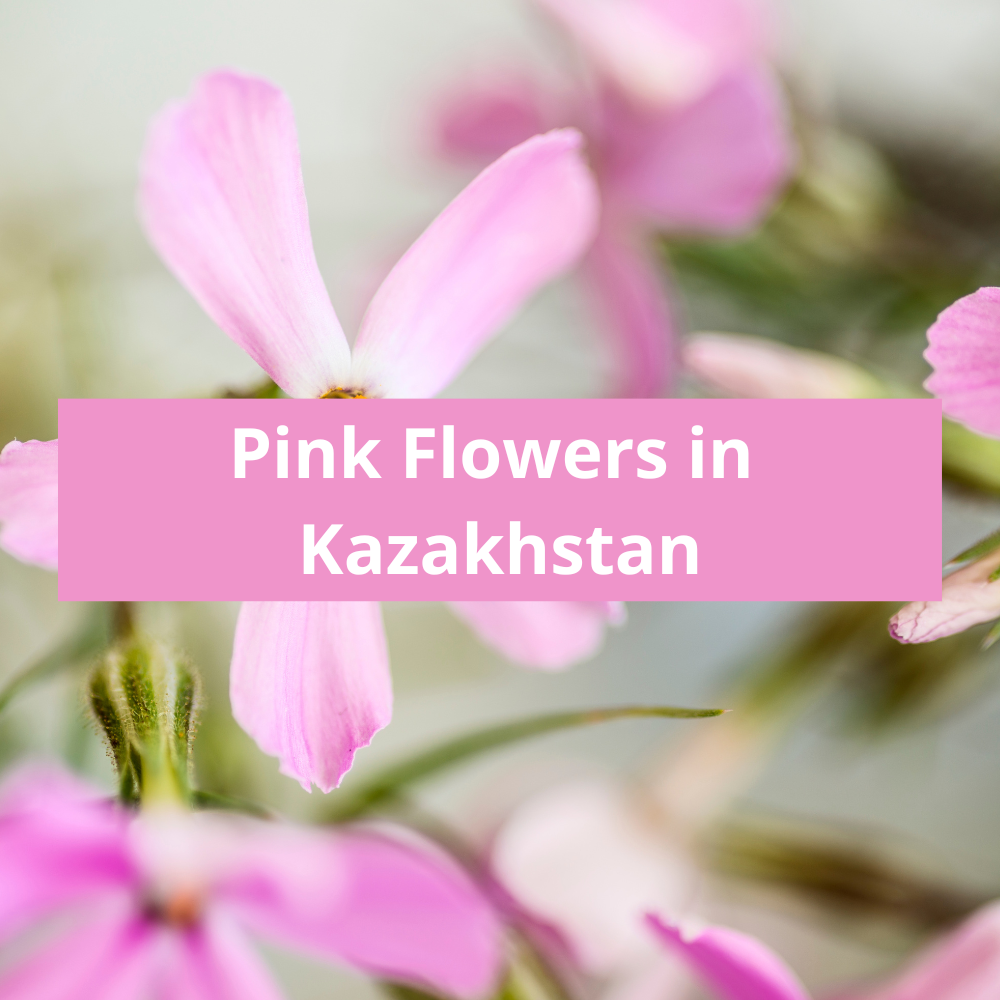 Pink-Flowers-in-Kazakhstan