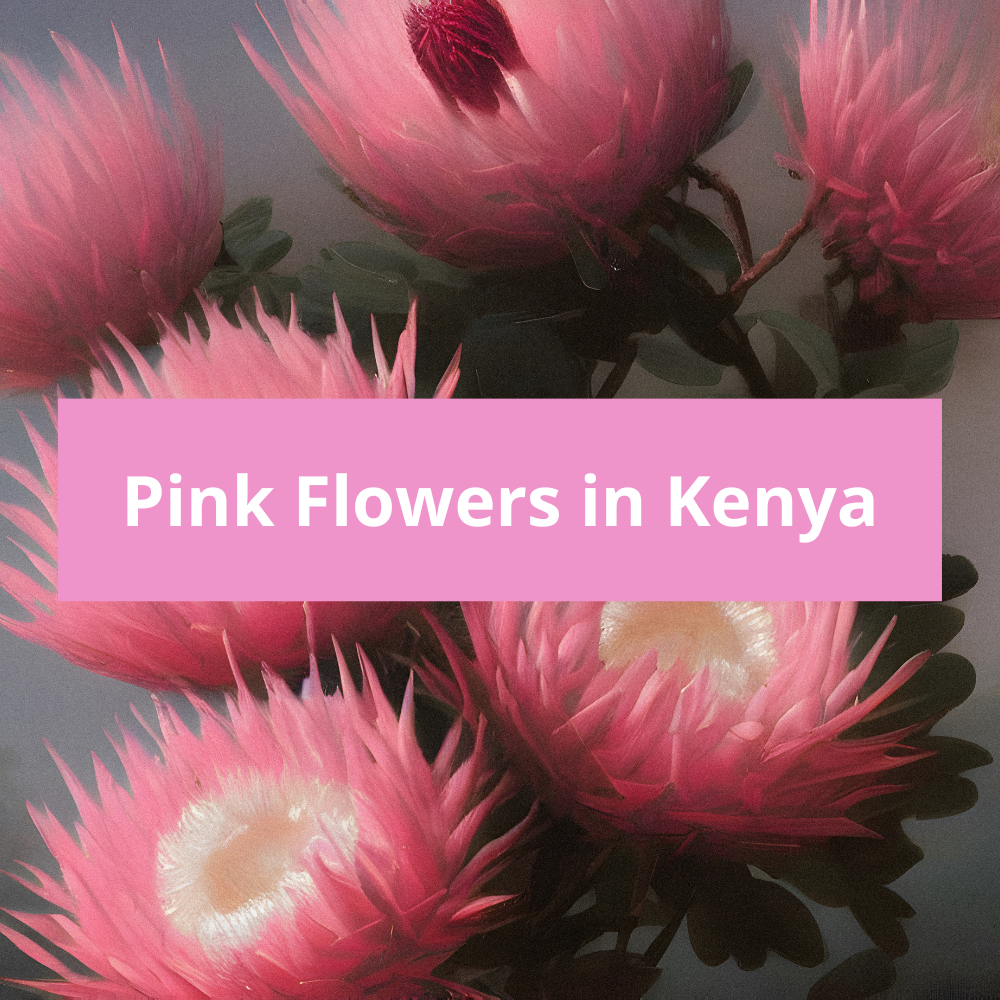 Pink-Flowers-in-Kenya