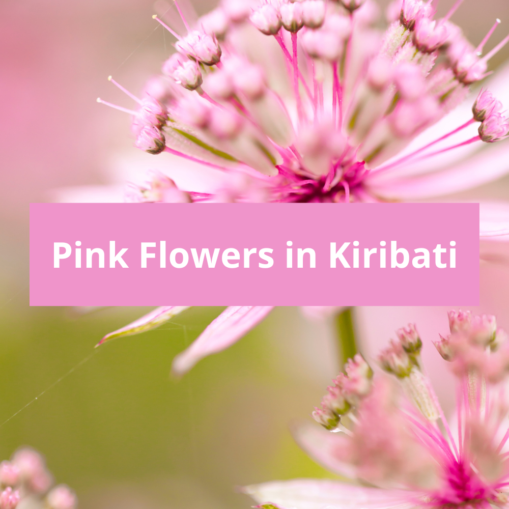 Pink-Flowers-in-Kiribati