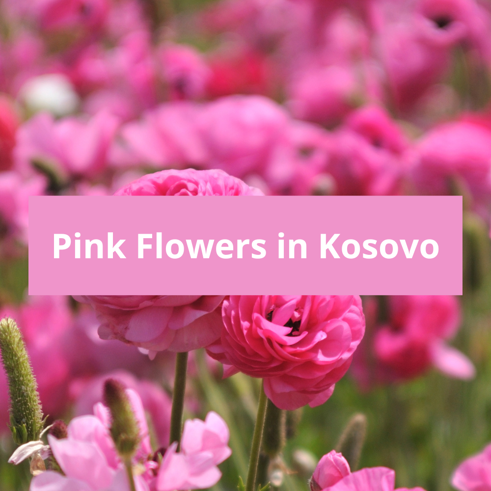 Pink-Flowers-in-Kosovo