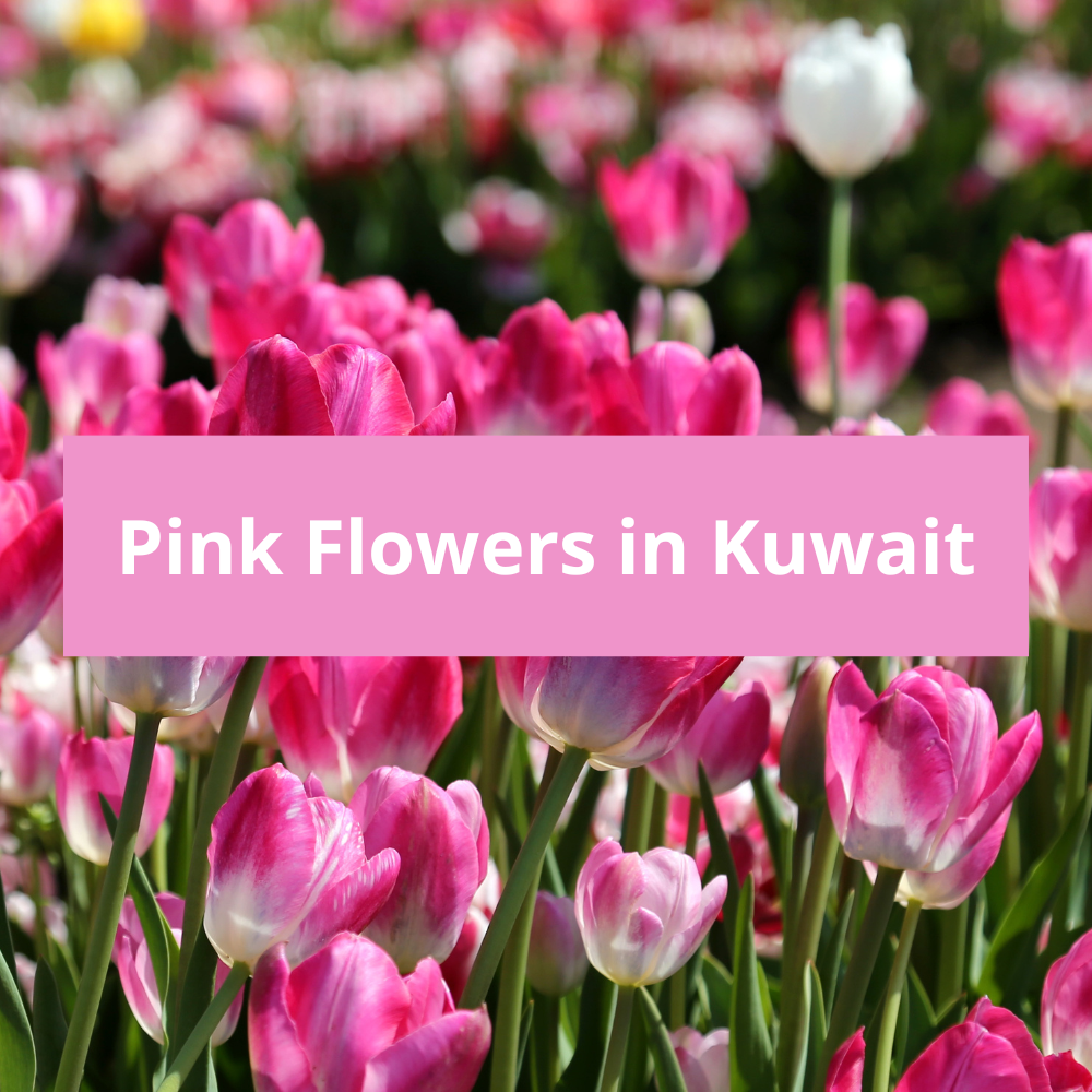 Pink-Flowers-in-Kuwait