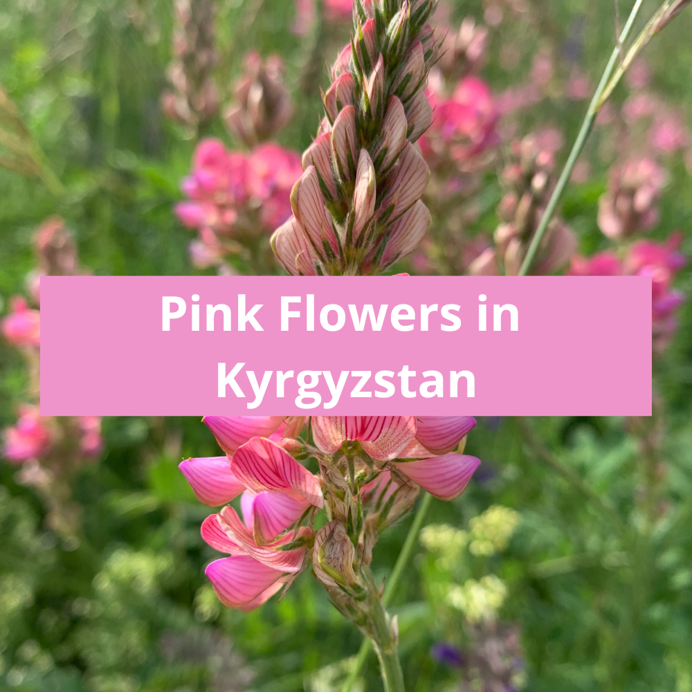 Pink-Flowers-in-Kyrgyzstan