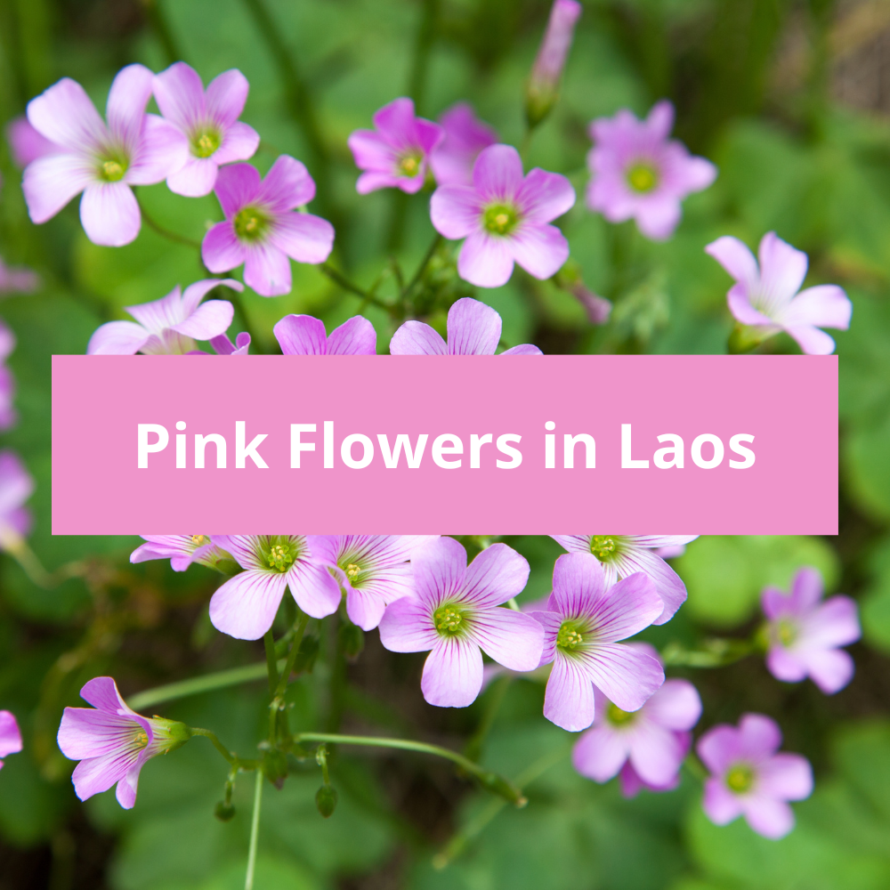 Pink-Flowers-in-Laos