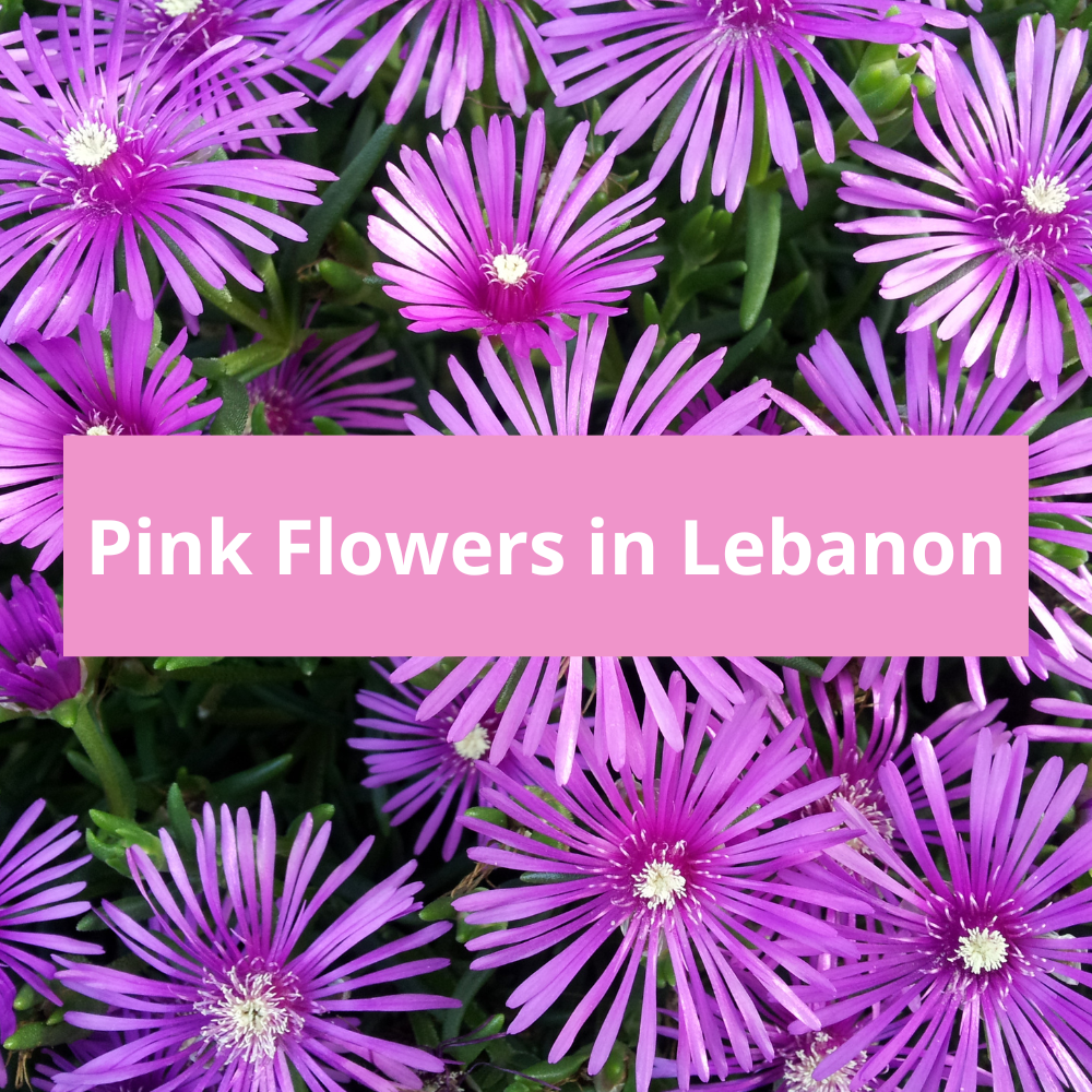 Pink-Flowers-in-Lebanon