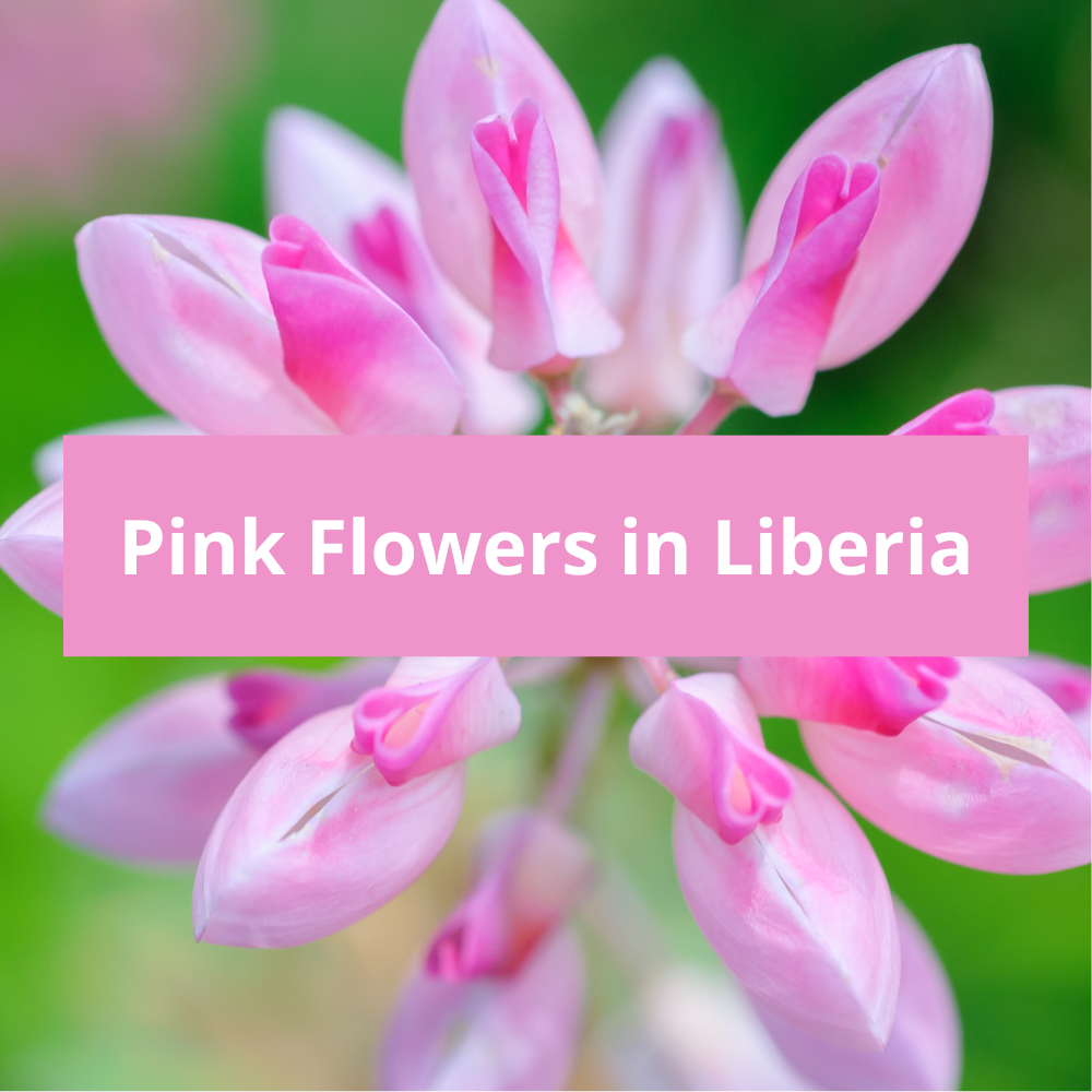 Pink-Flowers-in-Liberia