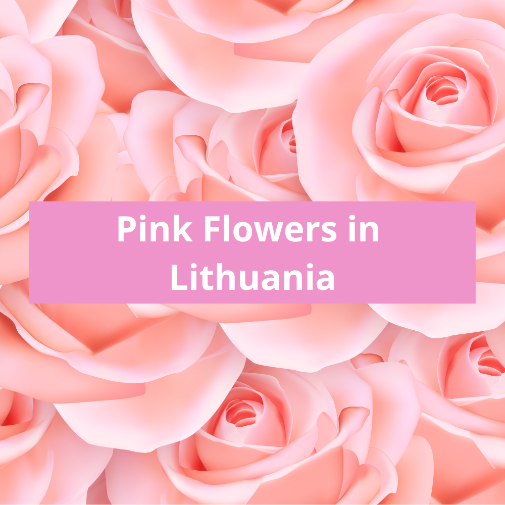 Pink-Flowers-in-Lithuania