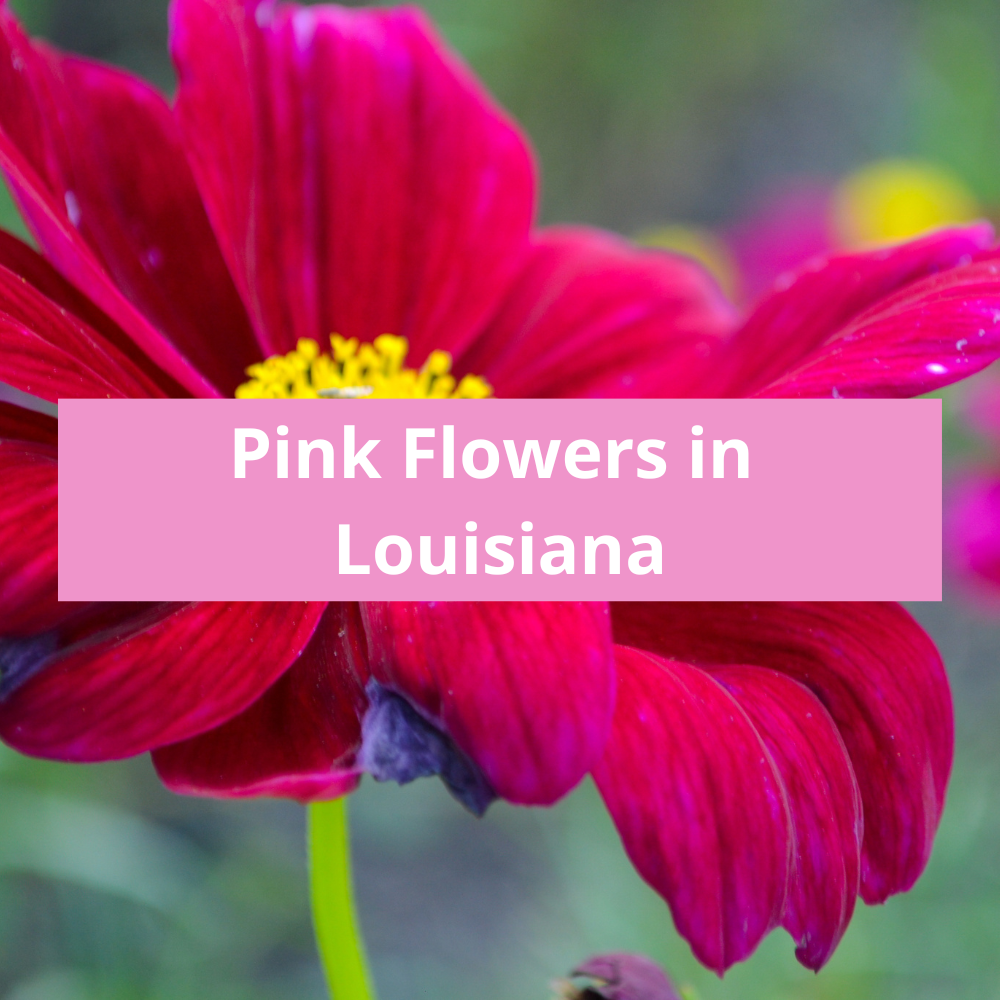 Pink-Flowers-in-Louisiana