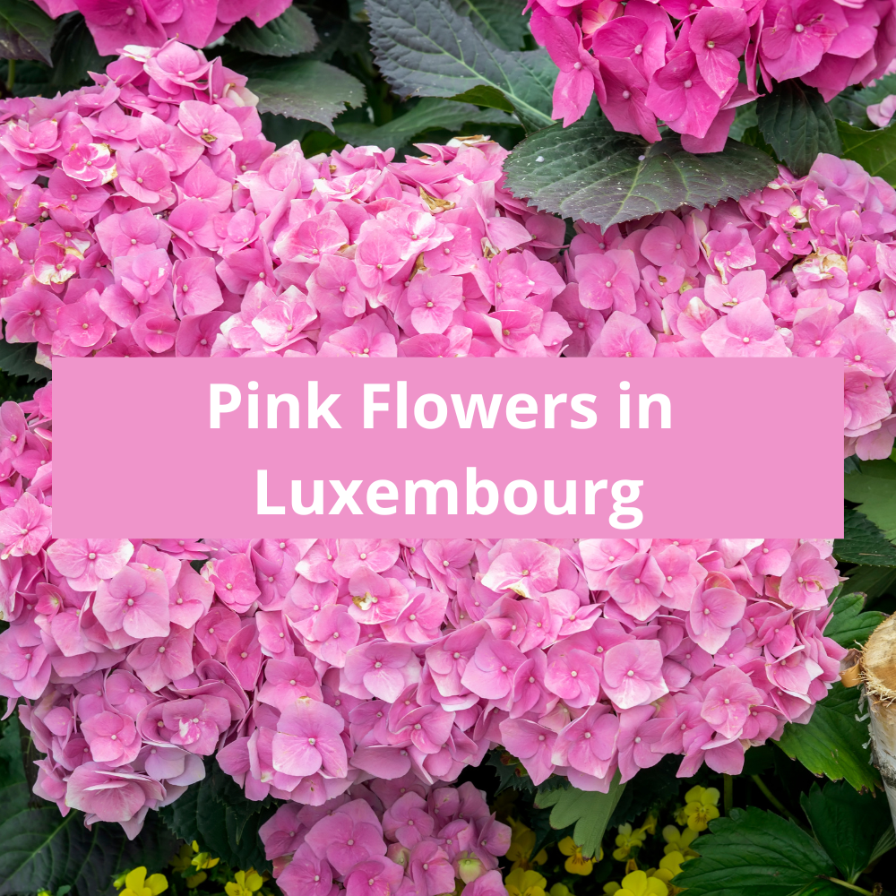 Pink-Flowers-in-Luxembourg