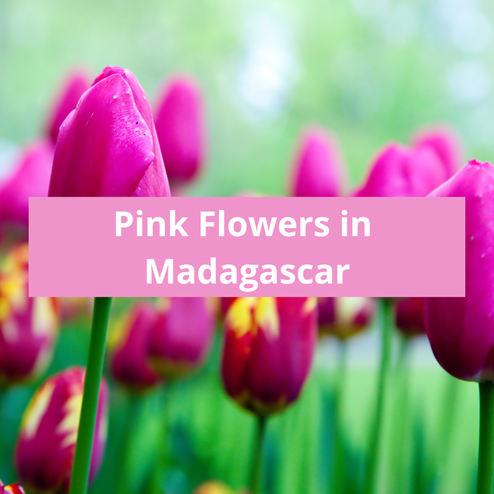 Pink-Flowers-in-Madagascar