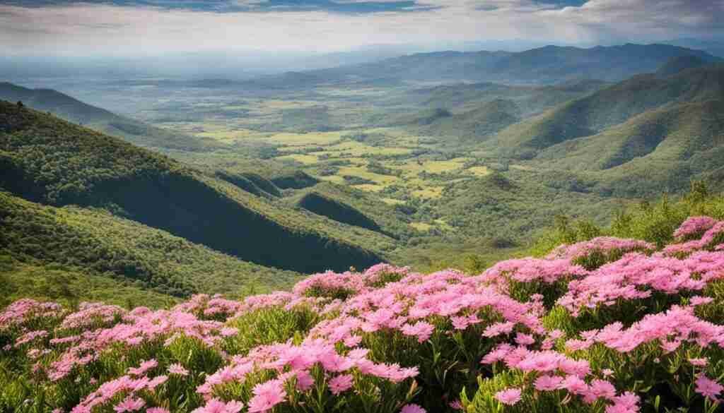 Pink Flowers in Malawi Characteristics