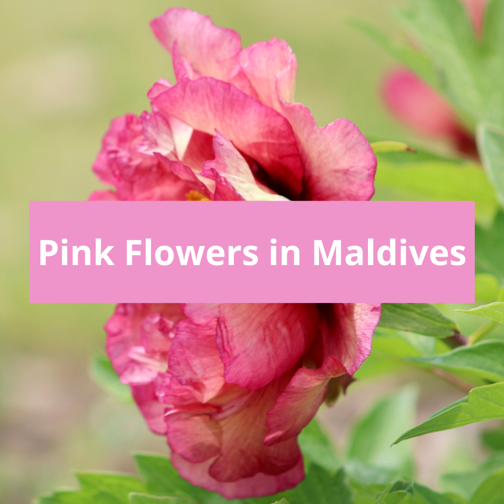 Pink-Flowers-in-Maldives