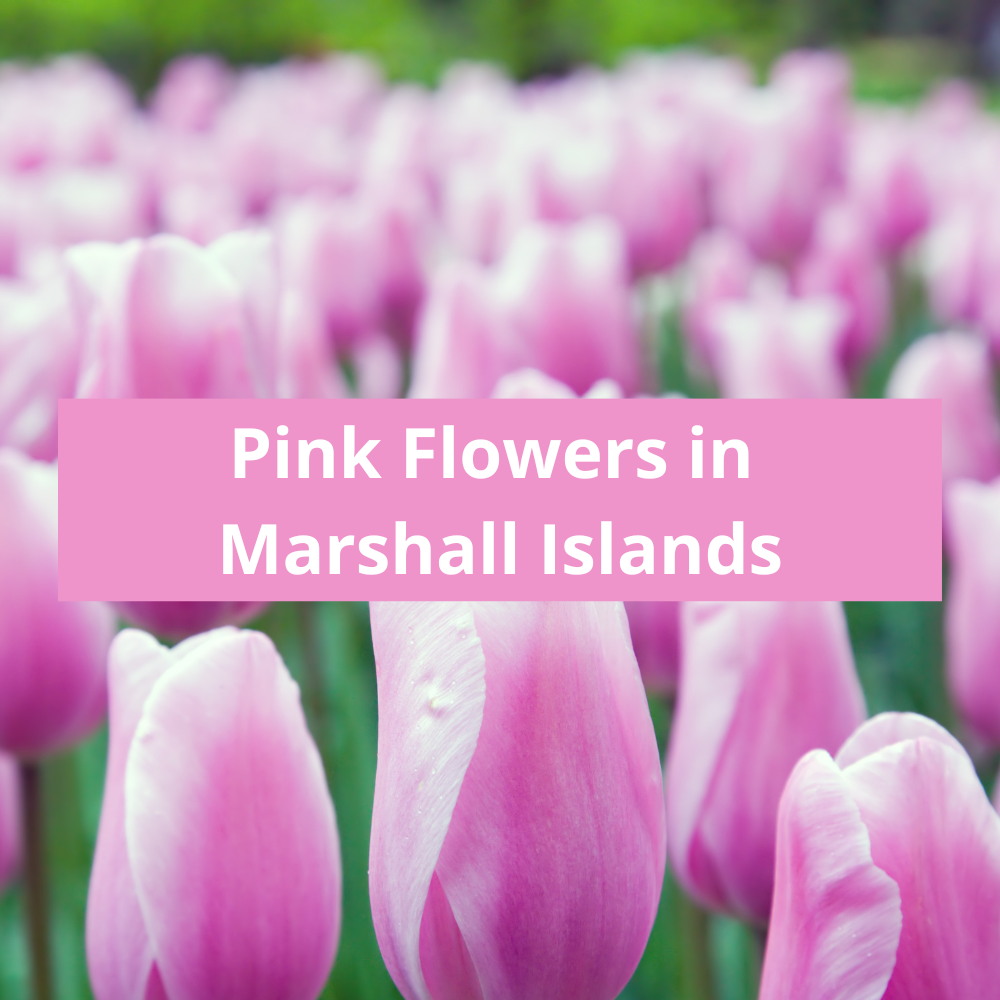 Pink-Flowers-in-Marshall-Islands