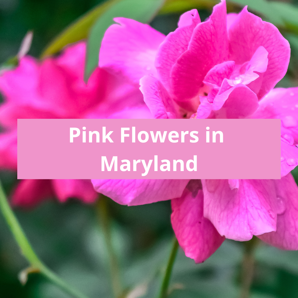 Pink-Flowers-in-Maryland
