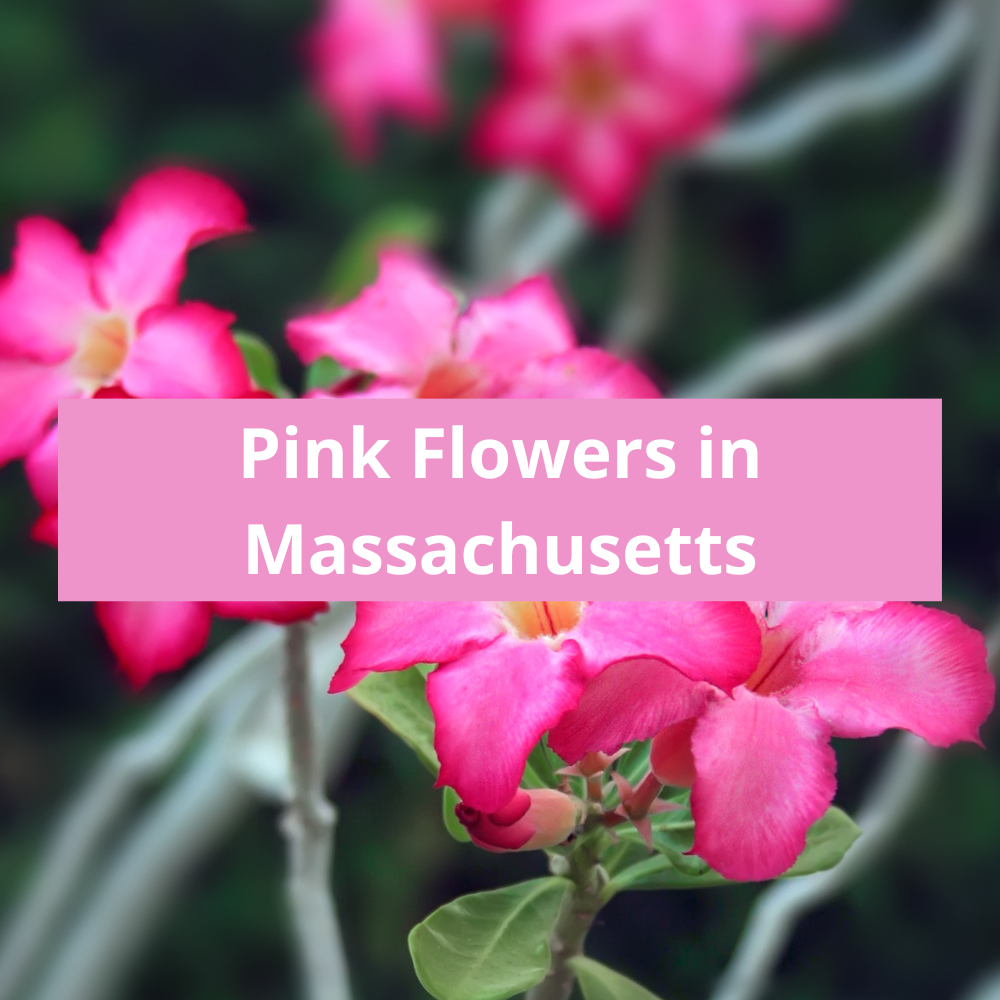 Pink-Flowers-in-Massachusetts