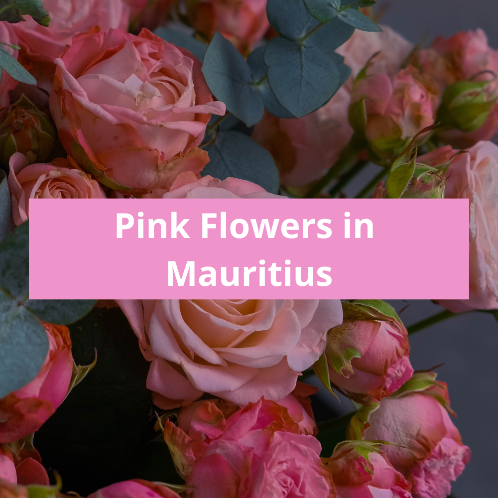 Pink-Flowers-in-Mauritius