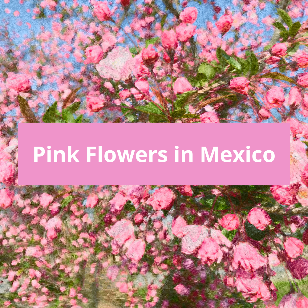 Pink-Flowers-in-Mexico