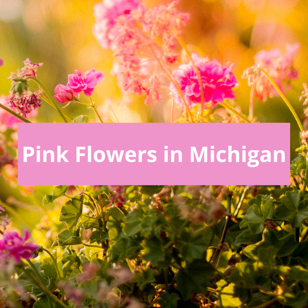Pink-Flowers-in-Michigan