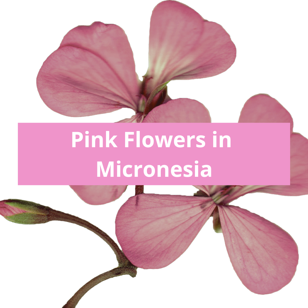 Pink-Flowers-in-Micronesia