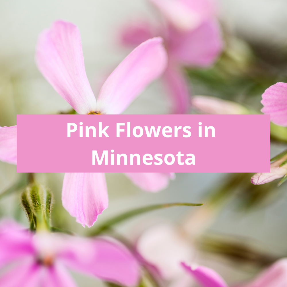 Pink-Flowers-in-Minnesota