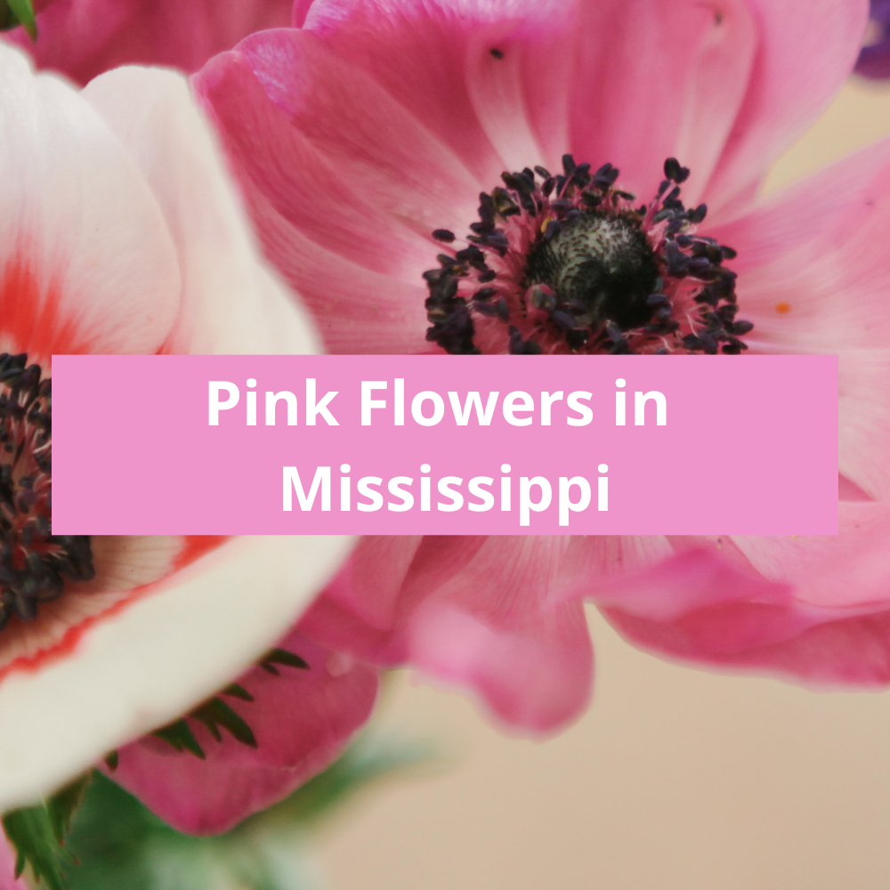 Pink-Flowers-in-Mississippi