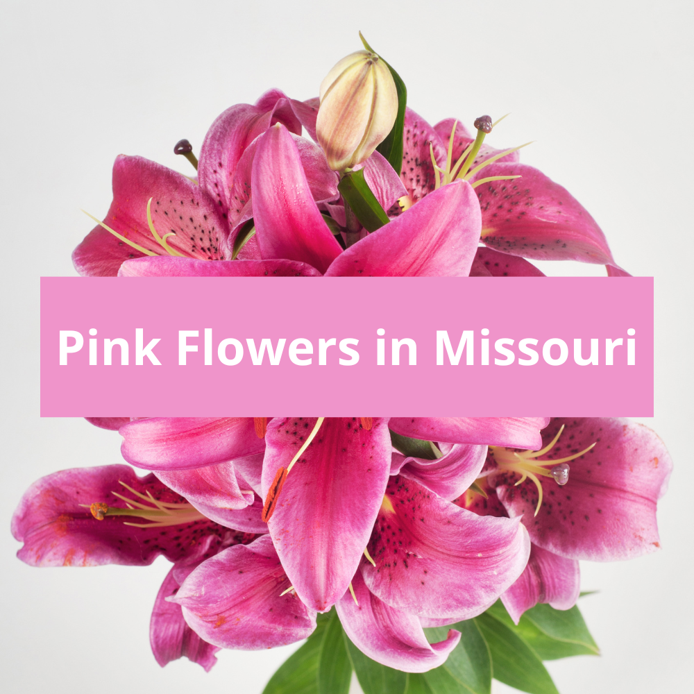 Pink-Flowers-in-Missouri