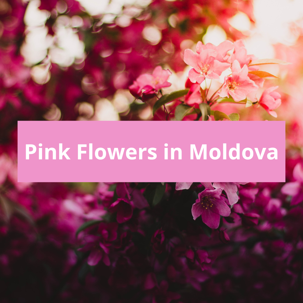 Pink-Flowers-in-Moldova