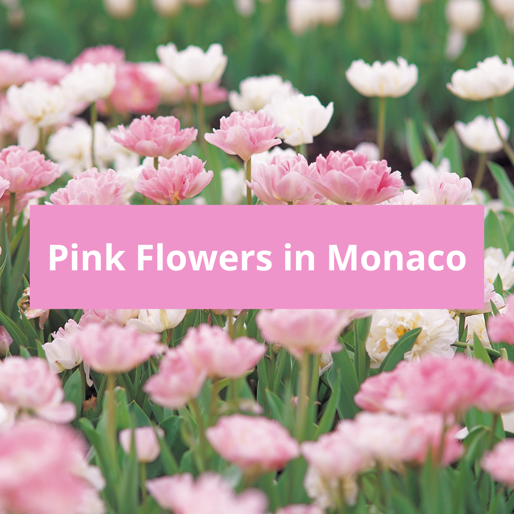 Pink-Flowers-in-Monaco